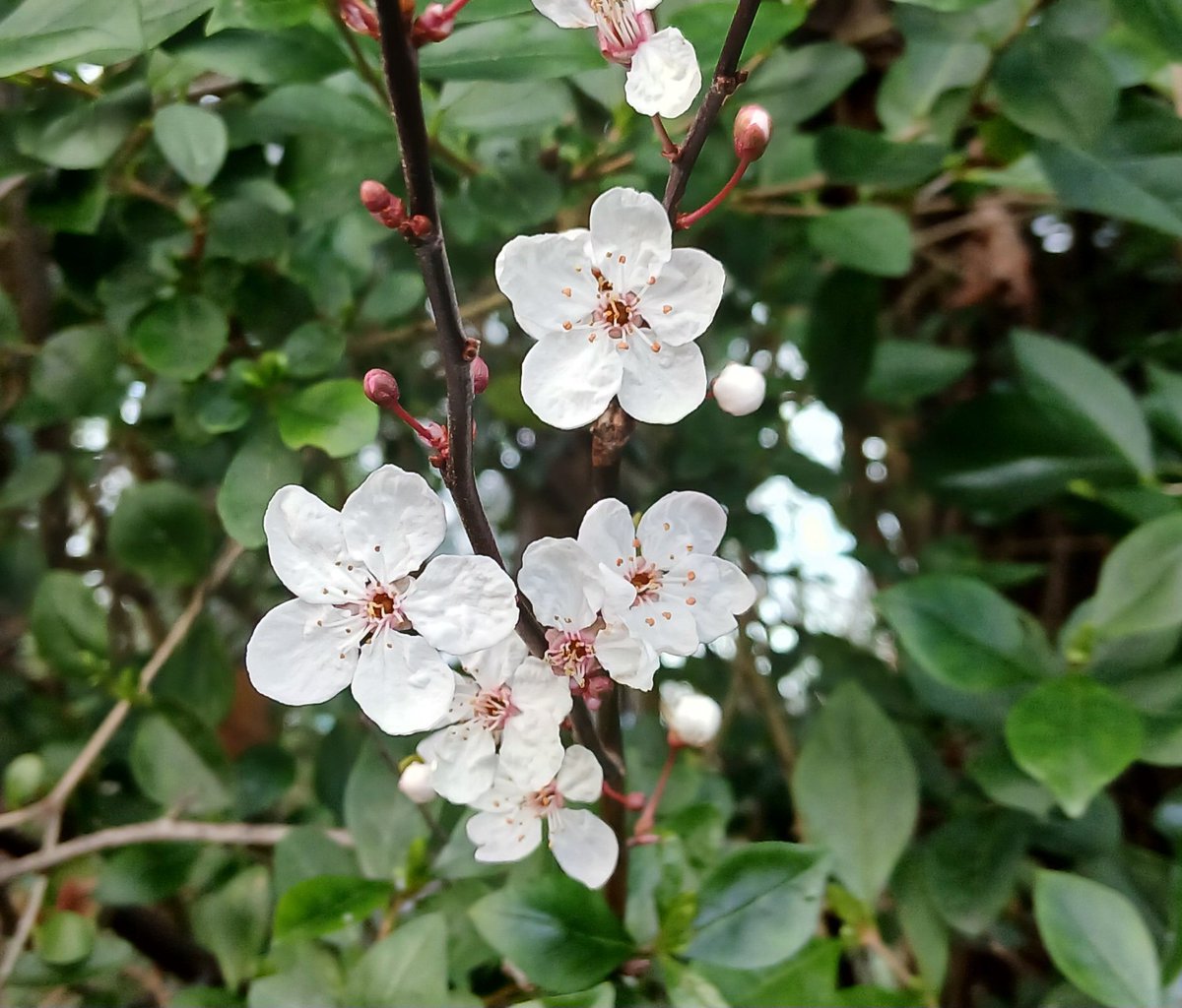 SuColeman's tweet image. Some cherry blossom (blodau ceirios #Cymraeg) here in #NorthWales for today's 
@DailyPicTheme2 @DailyPicTheme2