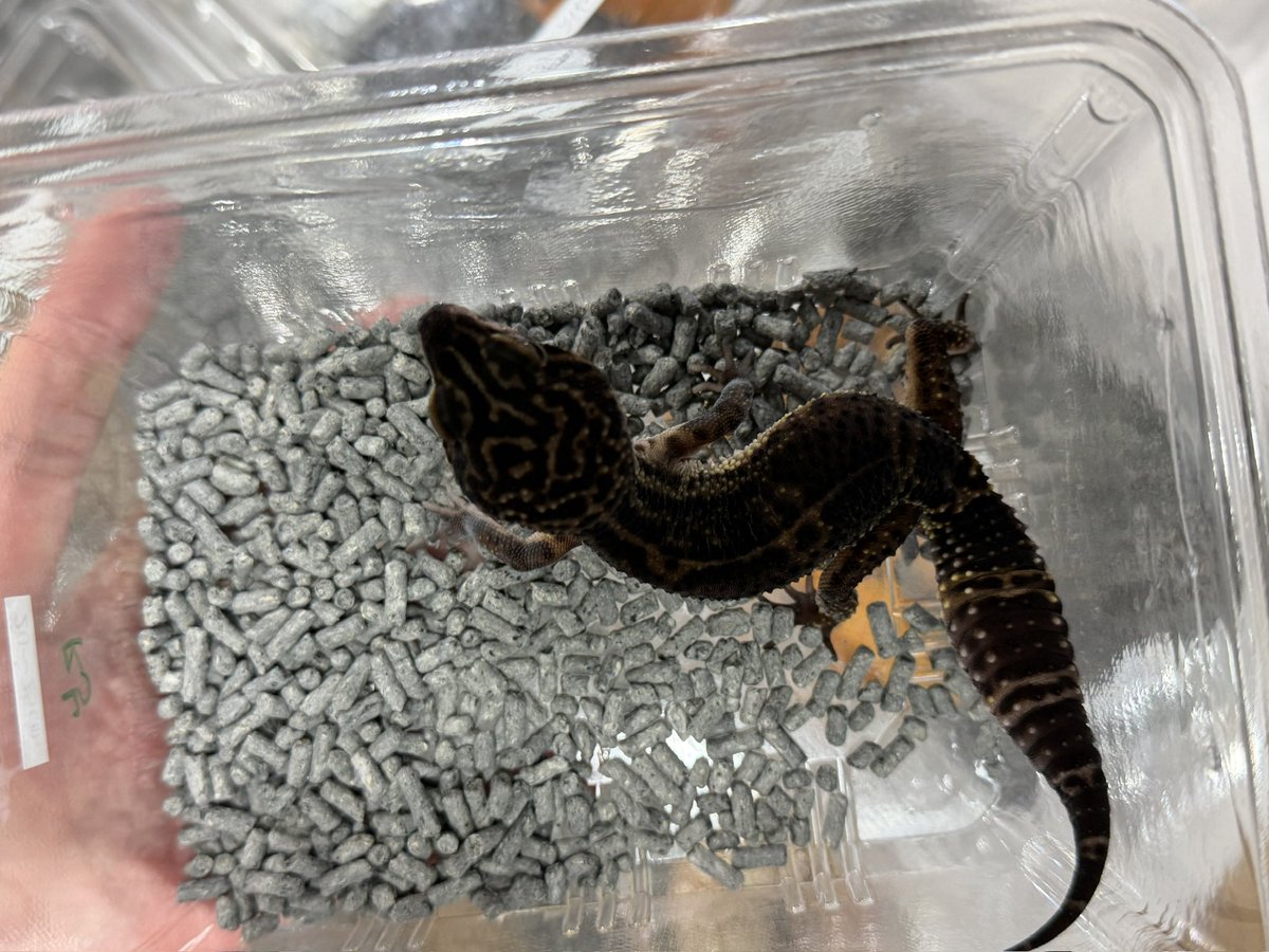jerryden8's tweet photo. 初めてのレプサでまたお迎えしてしまった…

 #REPTILESCIRCLE https://t.co/1Pfpm3CqkF