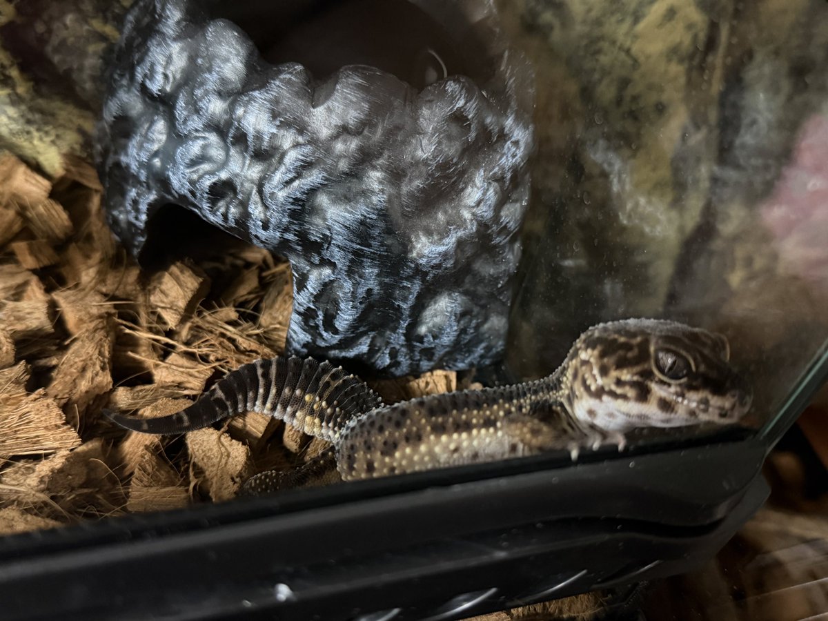jerryden8's tweet photo. 初めてのレプサでまたお迎えしてしまった…

 #REPTILESCIRCLE https://t.co/1Pfpm3CqkF