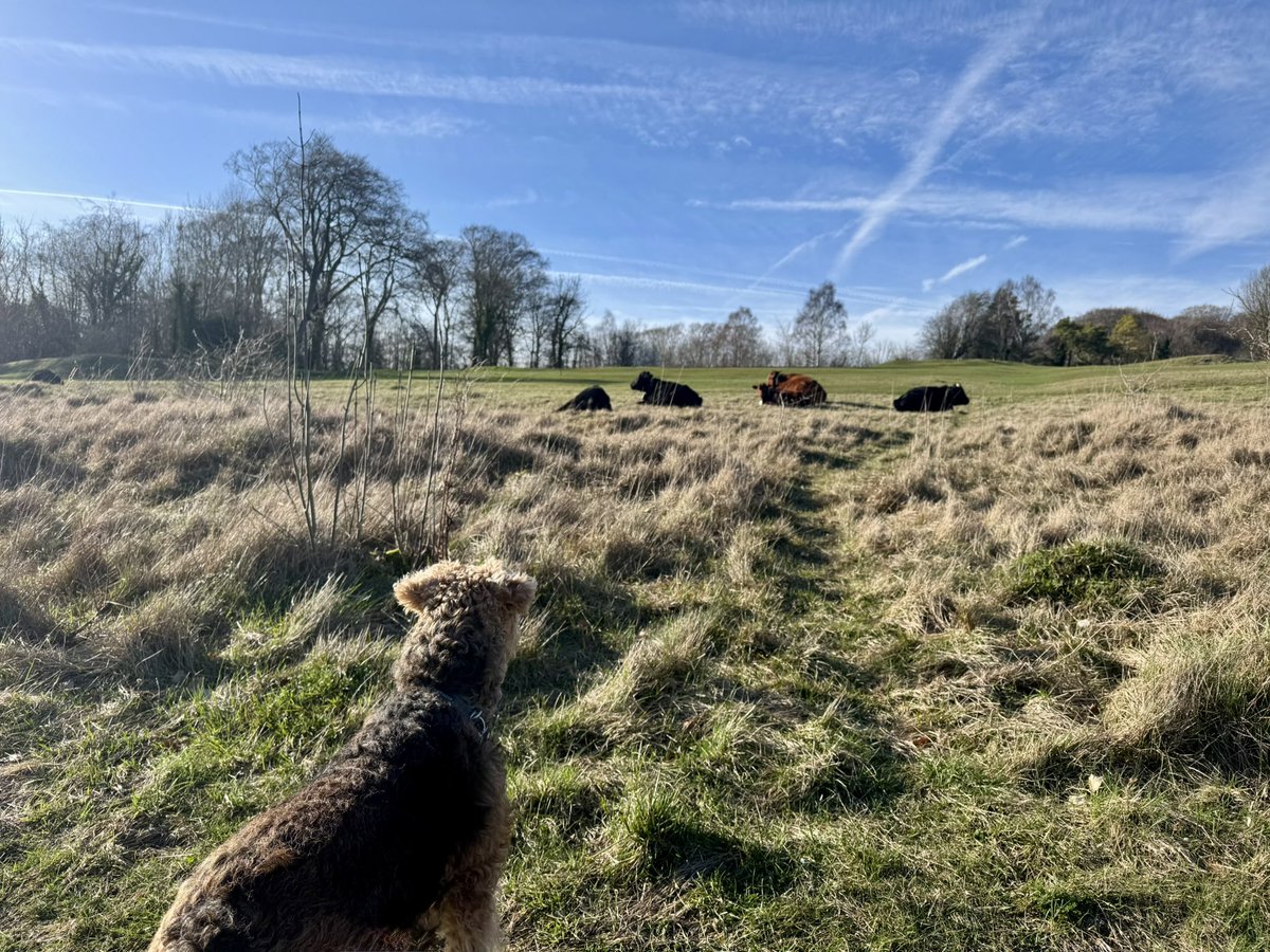 Ralf Bat 🦇 Dog & Margo (Moo) tweet media