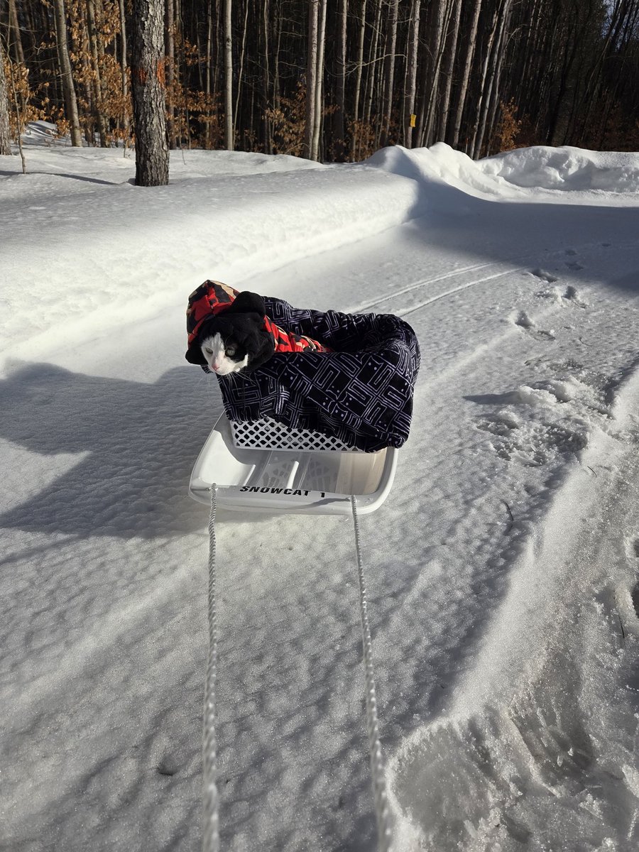 TheSprinklesCat's tweet photo. It was a purrfect day for sledding on Saturday! 40Β°! Hope mew have a purrfect #MovingMonday! #cowcat #CatsofTwitterX #AdoptDontShop #StaySafeFurrends https://t.co/OE2e35FL1t