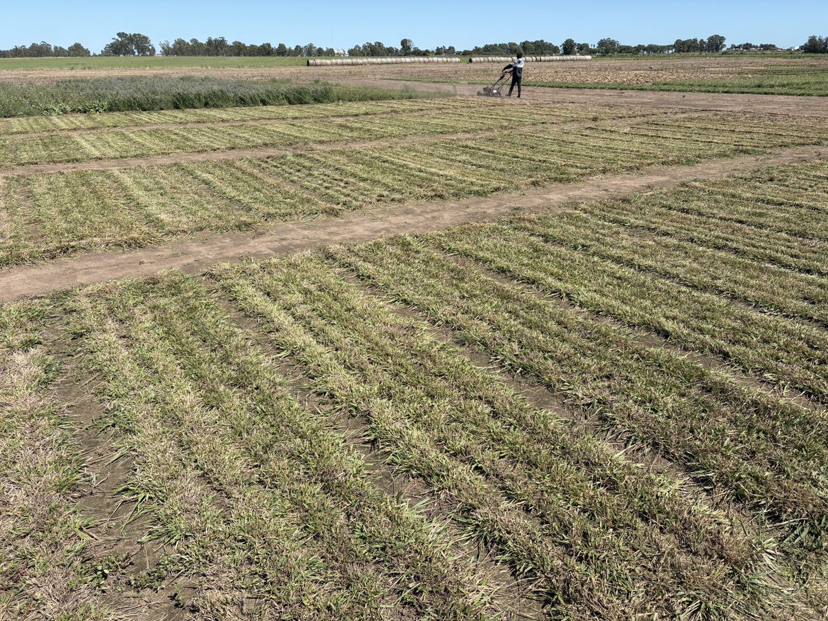 Pasture Genetics tweet media