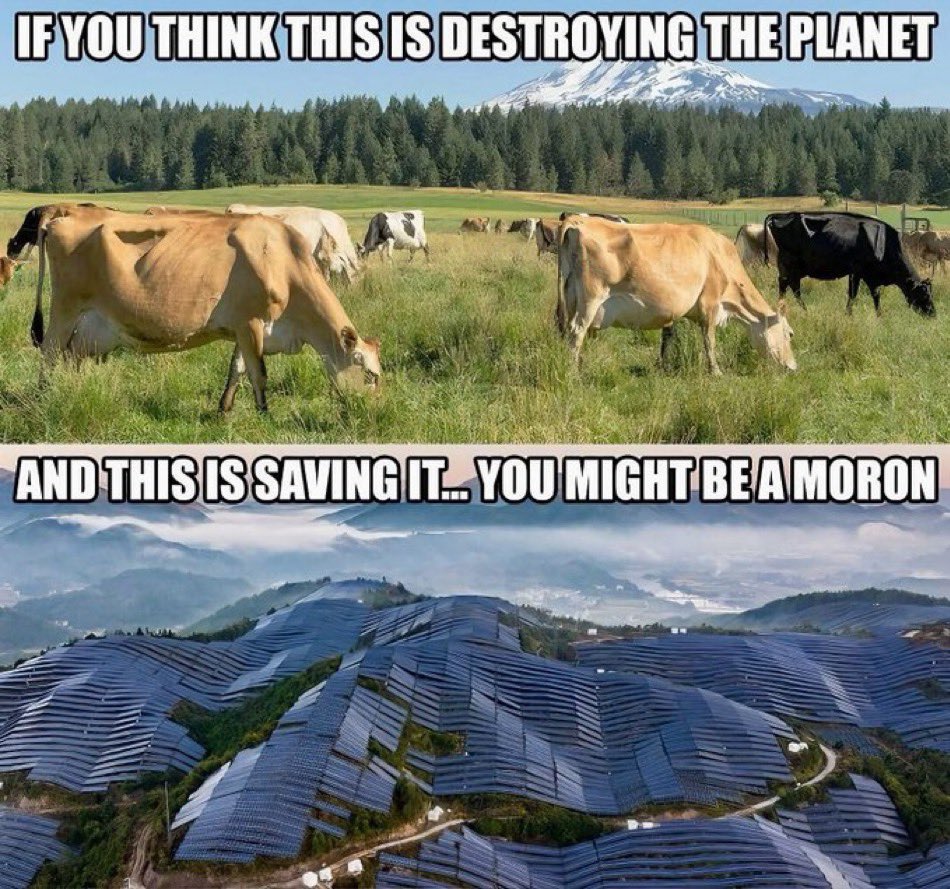 American Gram tweet media