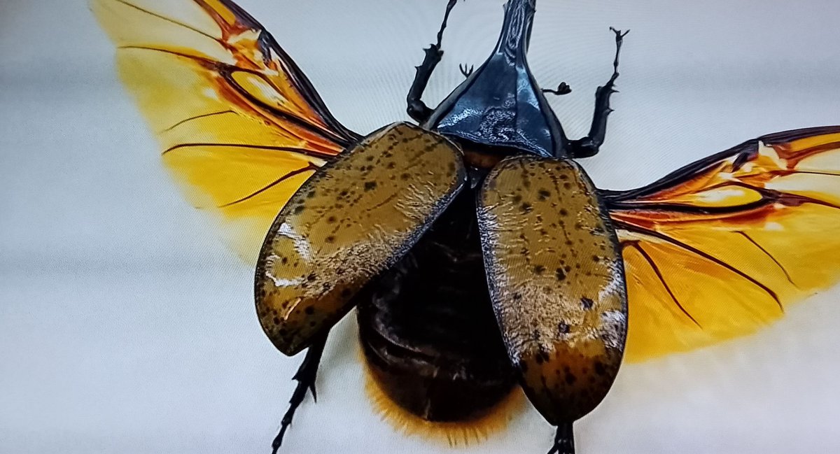 Brother Kenneth The Splendid tweet media