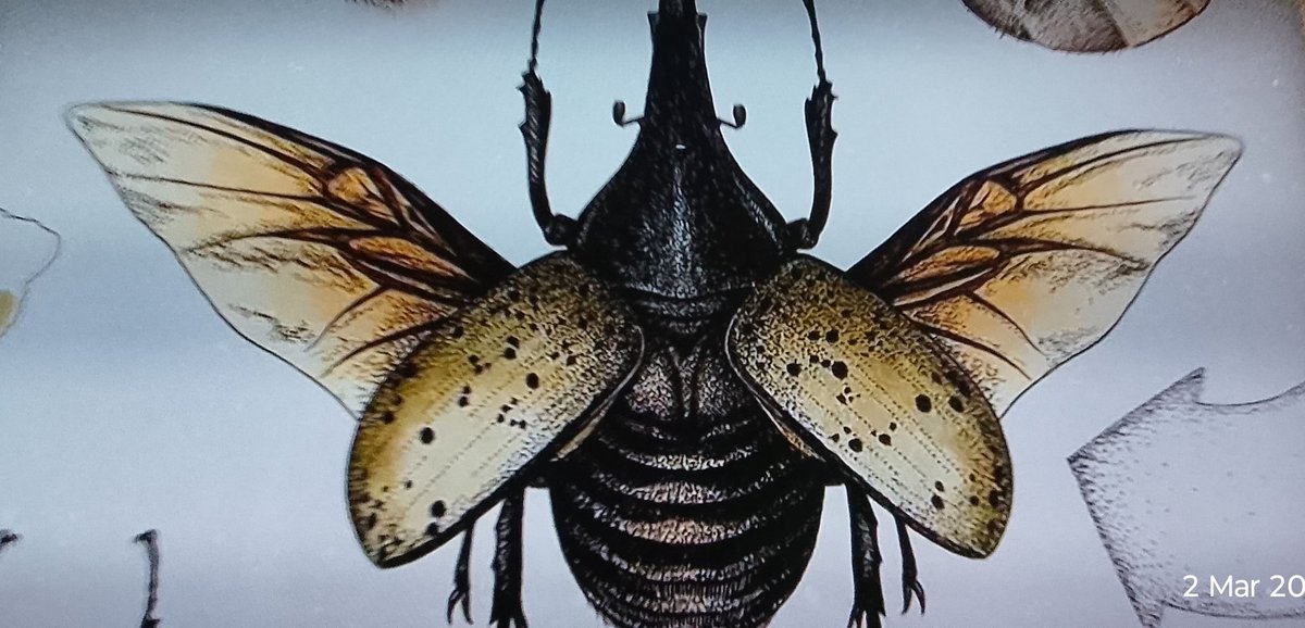 Brother Kenneth The Splendid tweet media