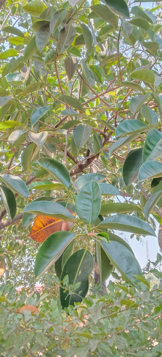 KishorWadk12676's tweet photo. कुठल झाड आहे जाणकारांनी प्रकाश टाकावा.
 #trees #Westernghat #sahyadris #panchgani #Mahabaleshwar #treesforlife #biodiversityhotspot https://t.co/SPUHpL4Eio