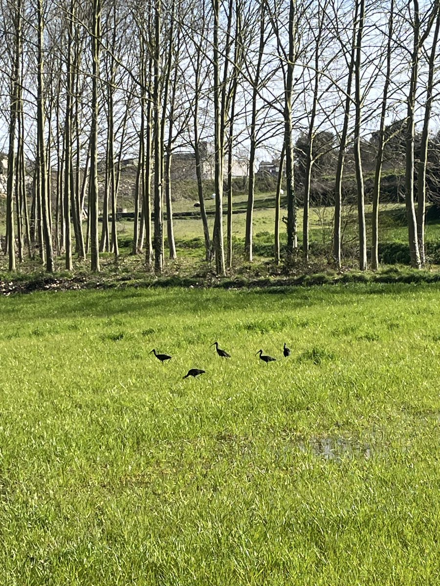PLauraP15's tweet photo. Un grupet d'ibis ha fet una parada a la zona dels Aiguamolls de Can Torrent❣️ https://t.co/7cHbRQmlOl