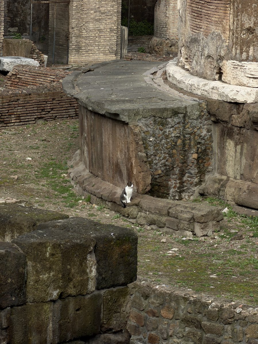 rly cool girl tweet media