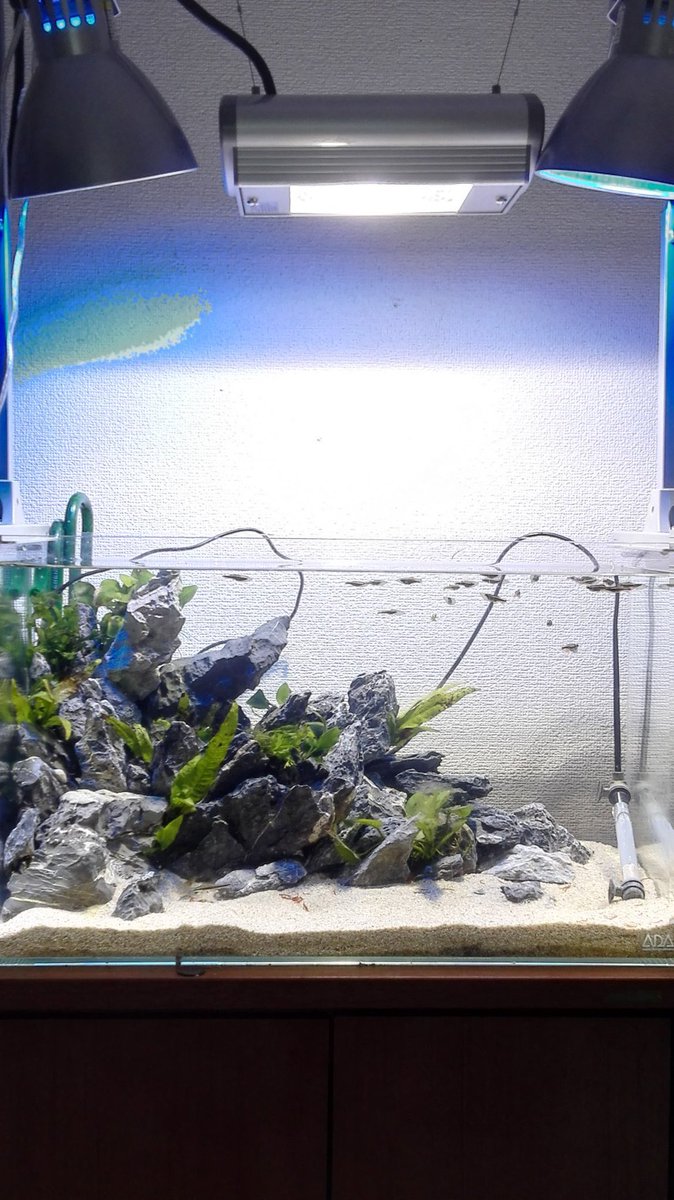 なんか急に熱帯魚が面白くない気がして来た。学生の頃にお金無い中で工夫してたときが1番楽しかった。