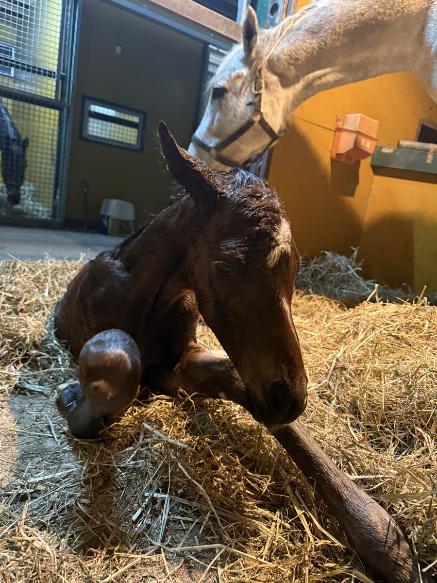 ヴァリアンスの2026
父キズナ♀