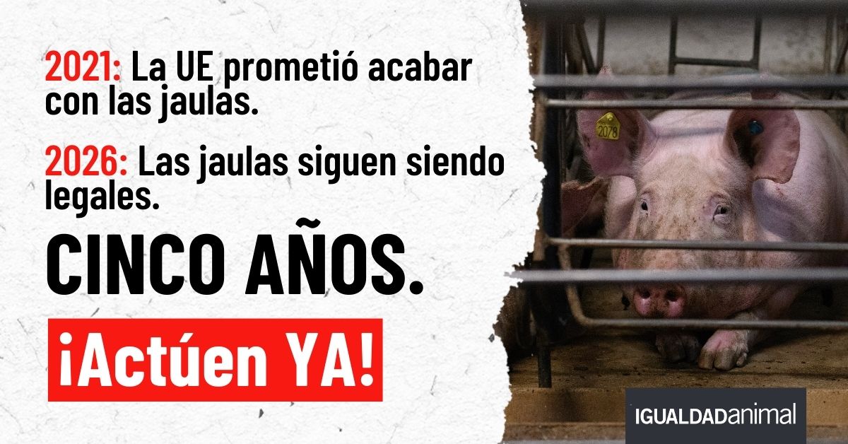 IgualdadAnimal's tweet photo. Cinco años después de prometer la eliminación gradual de las jaulas, los animales siguen enjaulados. 

¿Cuántos años son suficientes? @EU_Commission
@vonderleyen

Firma la carta abierta ahora 👇

https://t.co/pbbThBd5Ri

#EUYourDelayTheirSuffering
#UETuRetrasoSuSufrimiento https://t.co/j8pPTk8qlz