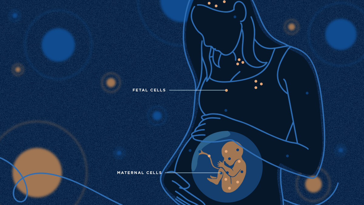 NotreDame's tweet photo. Cells exchanged between mother and child during pregnancy can persist for decades.

Notre Dame researchers are examining how this phenomenon, known as microchimerism, may reshape what we know about human health: https://t.co/HMgNv27S7H https://t.co/DuqRa6snI6