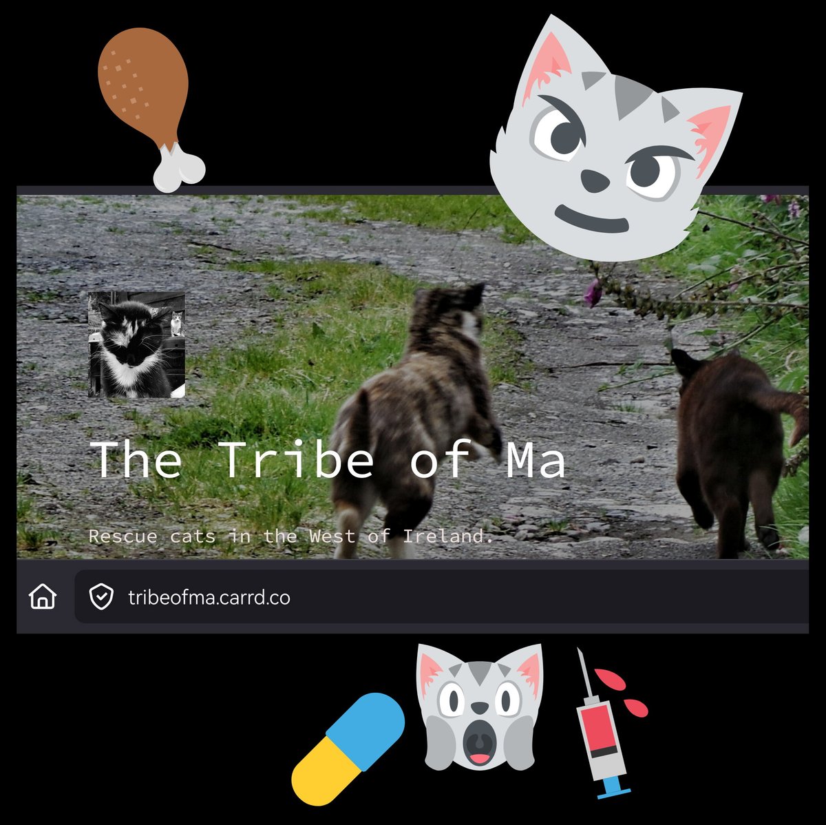 TribeOfMa's tweet image. Thank You for Your Donations, @tigrilux and @farnorth123 🙀💉🍗😽❤️🐾✨🤞 Vielen Dank ❤️ #cats #TNR #straycats tribeofma.carrd.co 🐾 🖖 ♥️ Still a lot of itching and scratching but they are getting better 🙄🤞🤞✨😽
