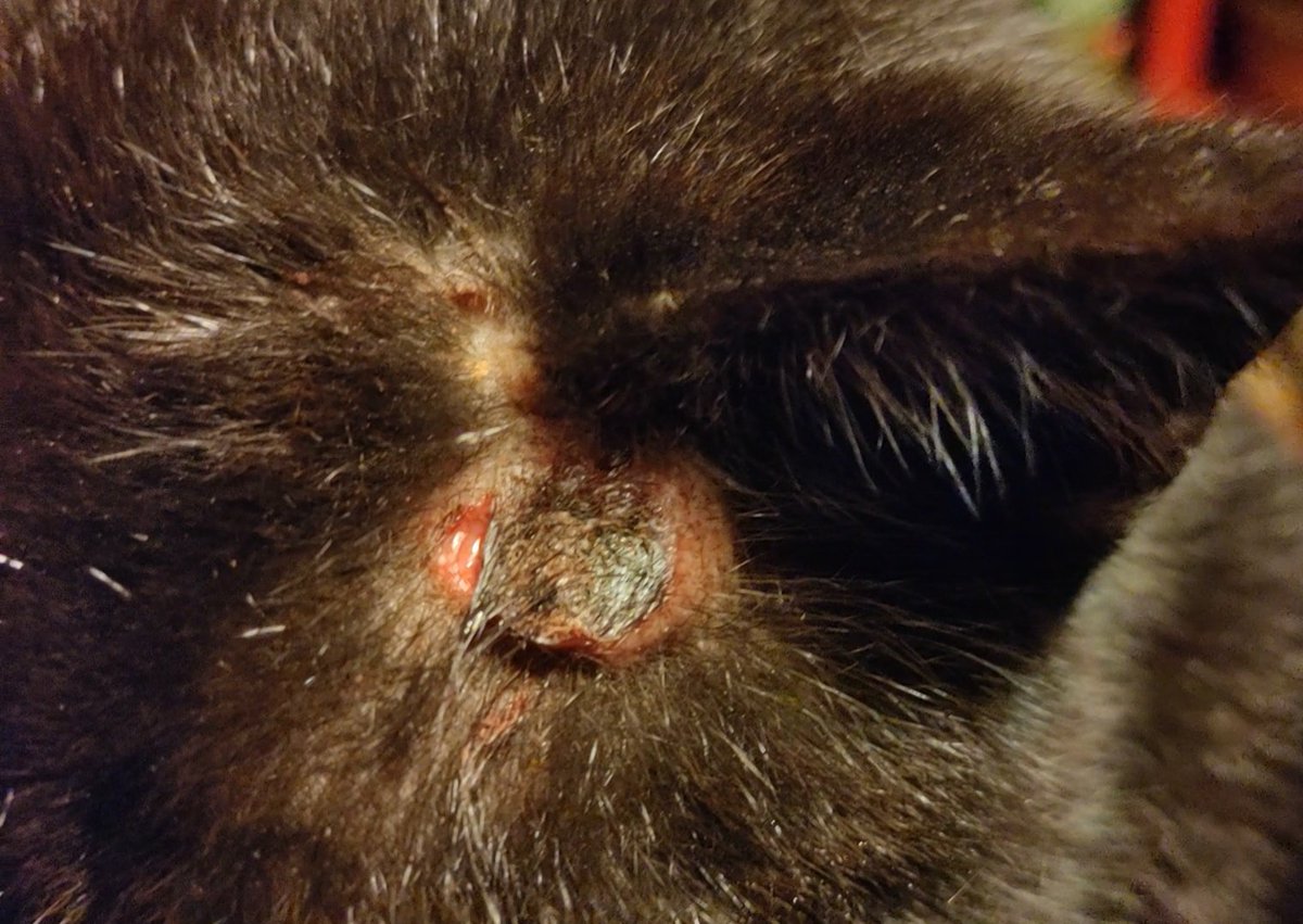 TribeOfMa's tweet image. Thank You for Your Donations, @tigrilux and @farnorth123 🙀💉🍗😽❤️🐾✨🤞 Vielen Dank ❤️ #cats #TNR #straycats tribeofma.carrd.co 🐾 🖖 ♥️ Still a lot of itching and scratching but they are getting better 🙄🤞🤞✨😽