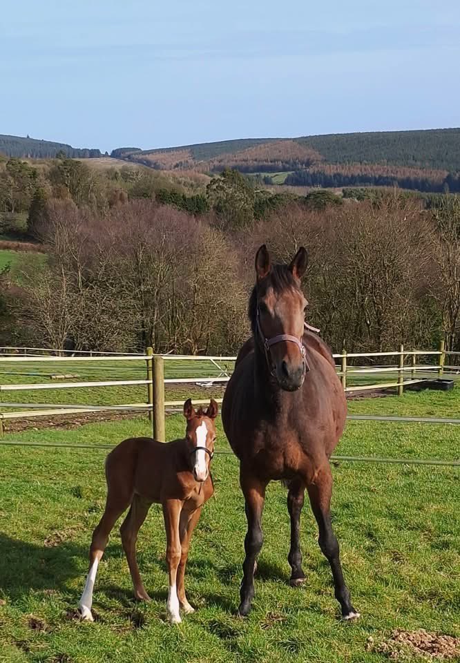 Ferdlant Stud tweet media