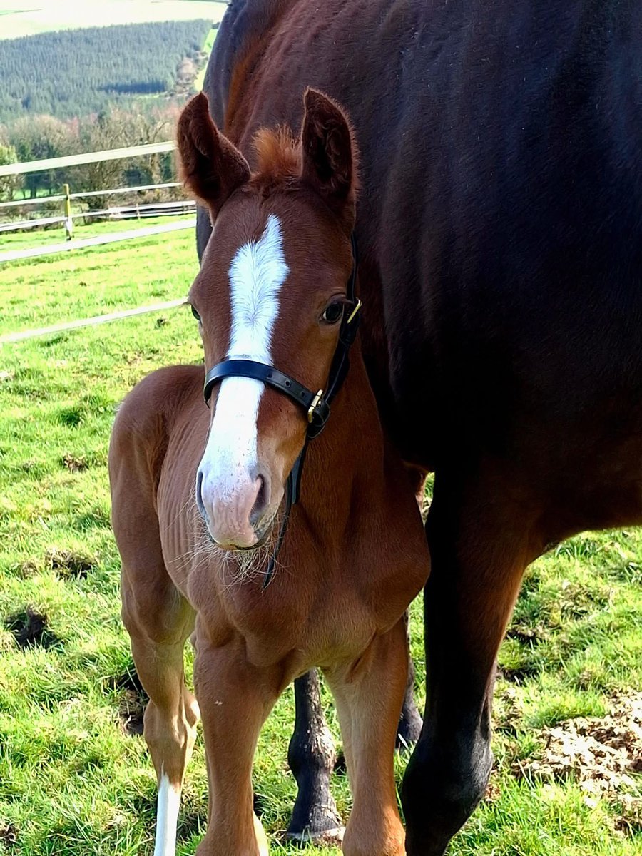 Ferdlant Stud tweet media