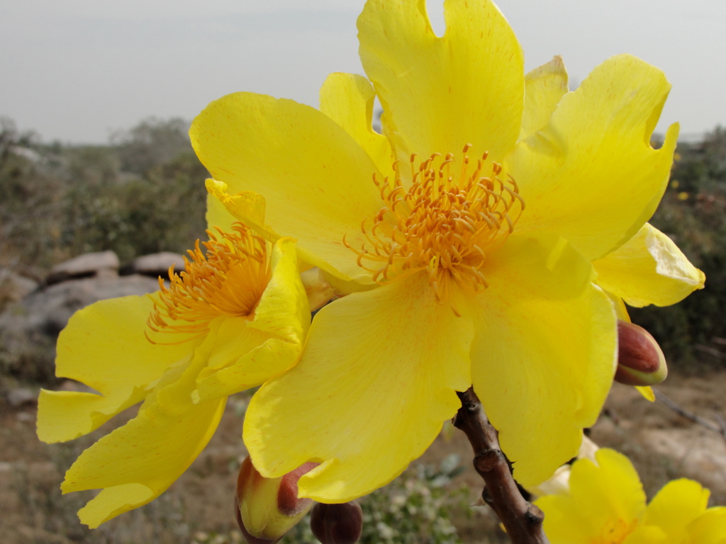 pargaien's tweet image. Welcoming Spring .....
#TuesdayFeeling  #twofortuesday
#theme_pic_India_flowers