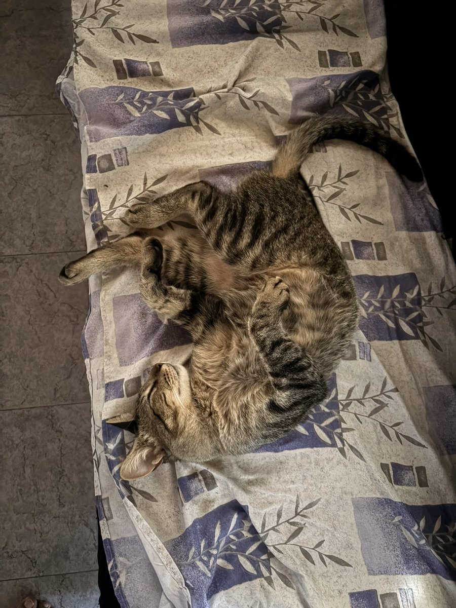 itsnotRayito's tweet photo. Cada uno duerme como quiere… https://t.co/Mgoi4dZDlY