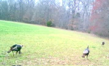 Super_Ranch's tweet photo. Almost Turkey time! https://t.co/mX68RlJXOa