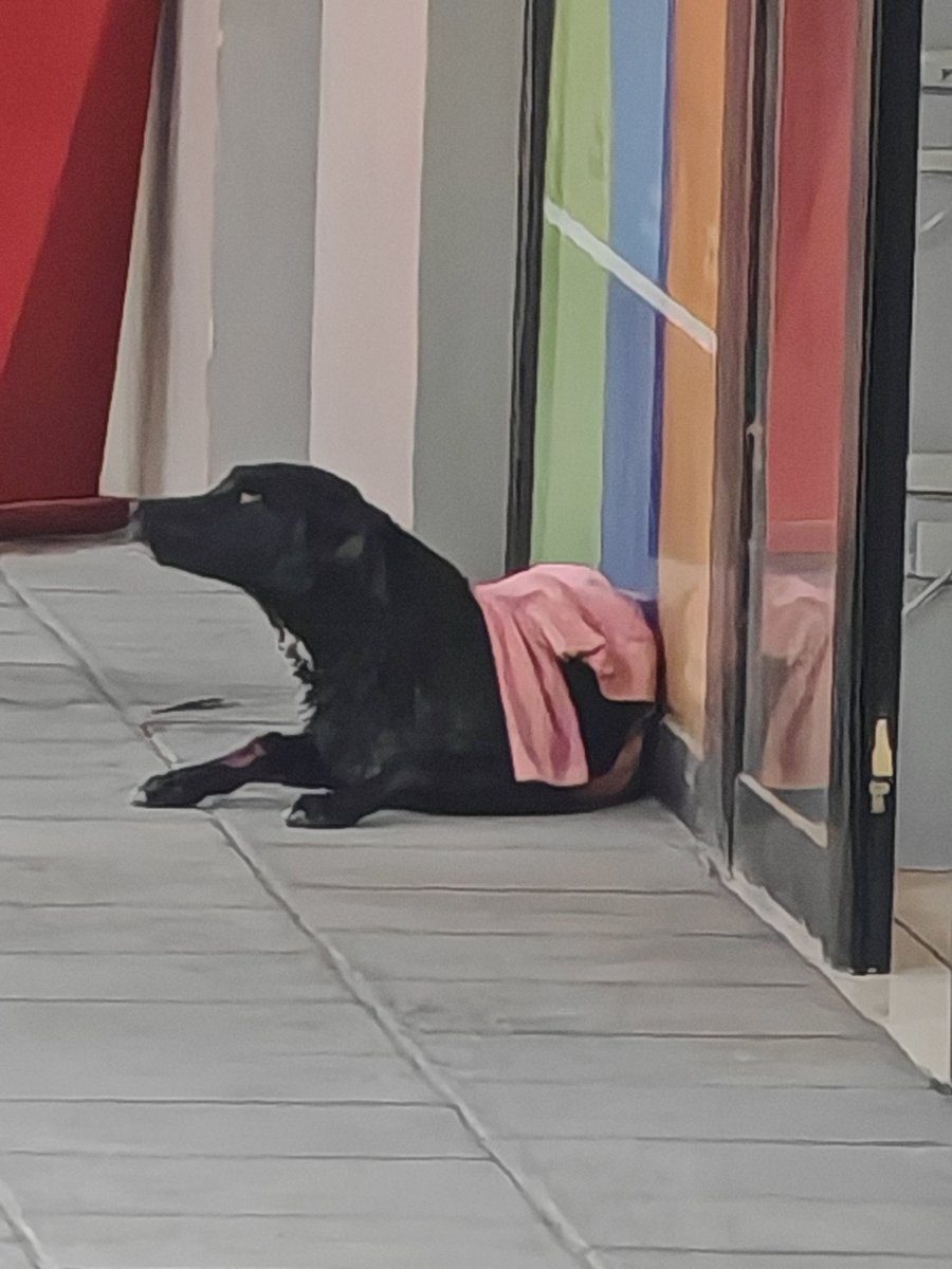 sepap1's tweet photo. @Ronald_MacKay @amilcarmontejo @AMAguatemala alguien tiene contacto de algún lugar que pueda rescatar este perrito atropellado en plaza la paz https://t.co/BU5kJnYFcF