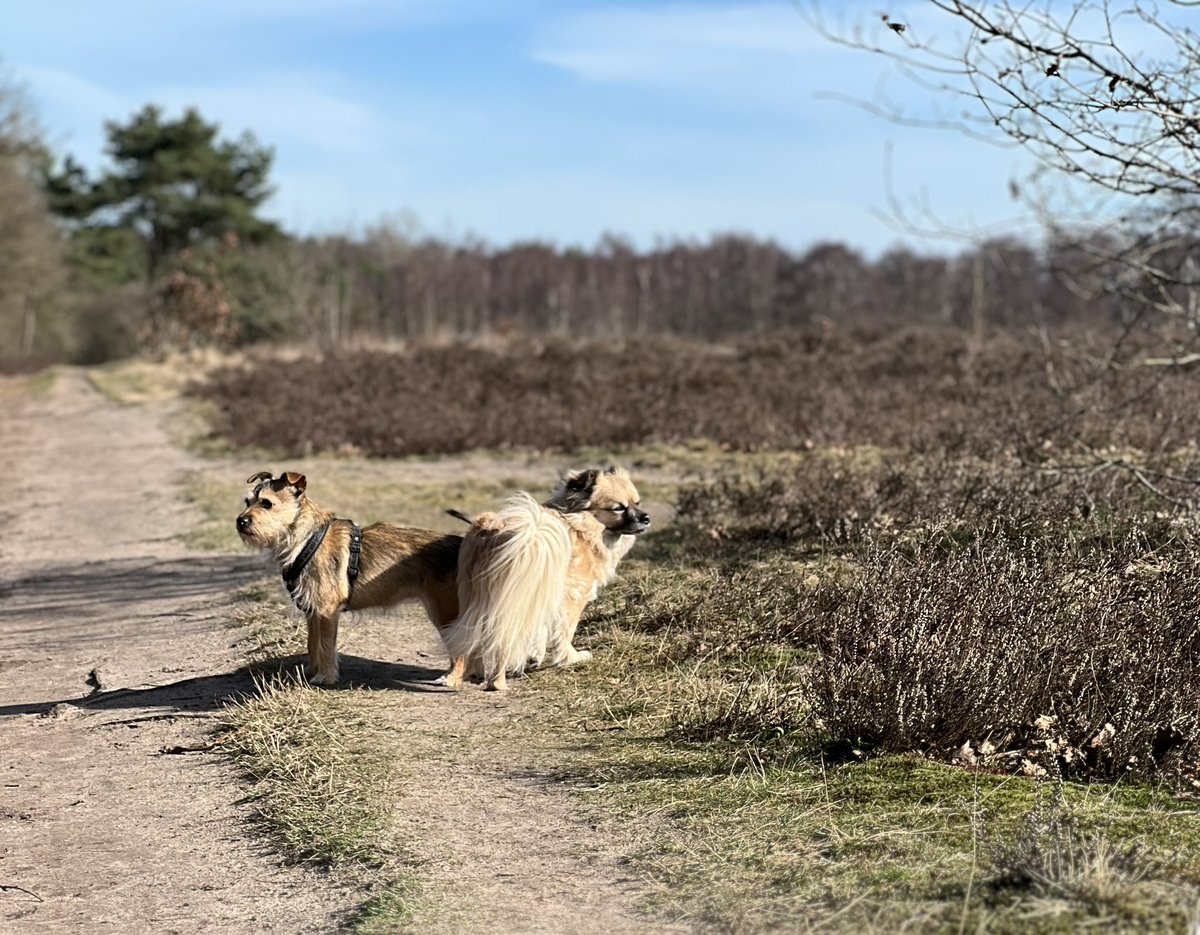 Buschauffeur Fl❤️ris tweet media