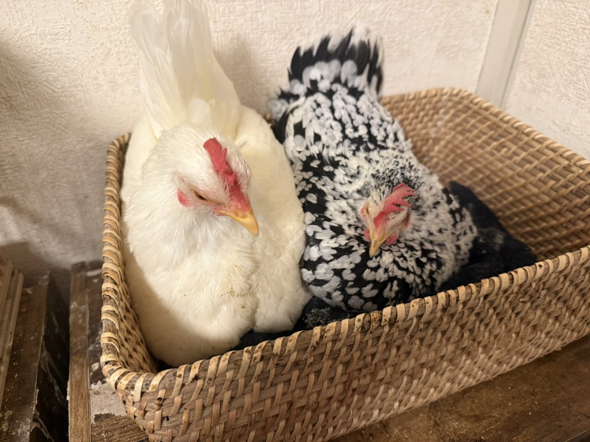 鳥を自慢するアカウント (@675tori) / Posts / X