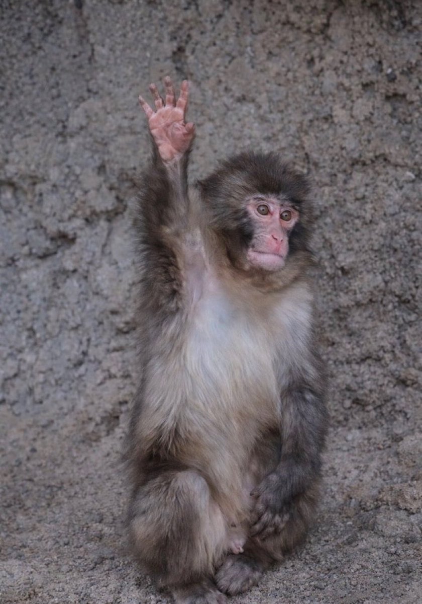 happy_me19822's tweet image. Hello there. How are you doing? 
Hope you’re enjoying the day. 
Waves from Punch. 🐒🐒🐒
#PunchMonkey 
#punch