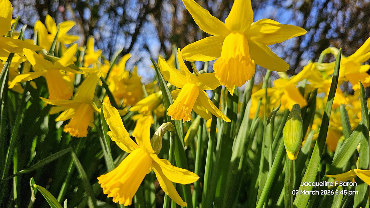 Jacqueline F Baron tweet media