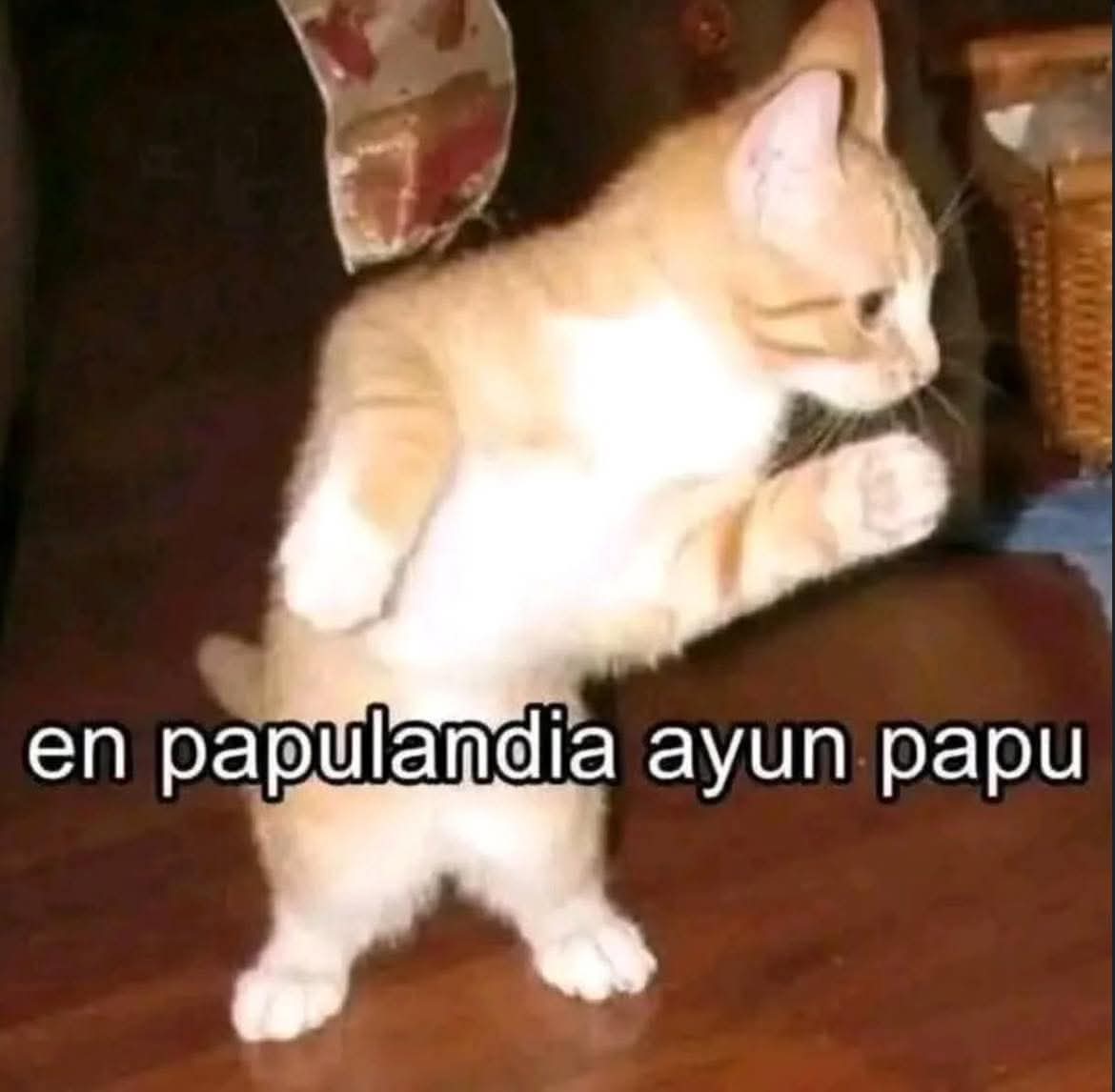 ≽^• ˕ • ྀི≼ tweet media