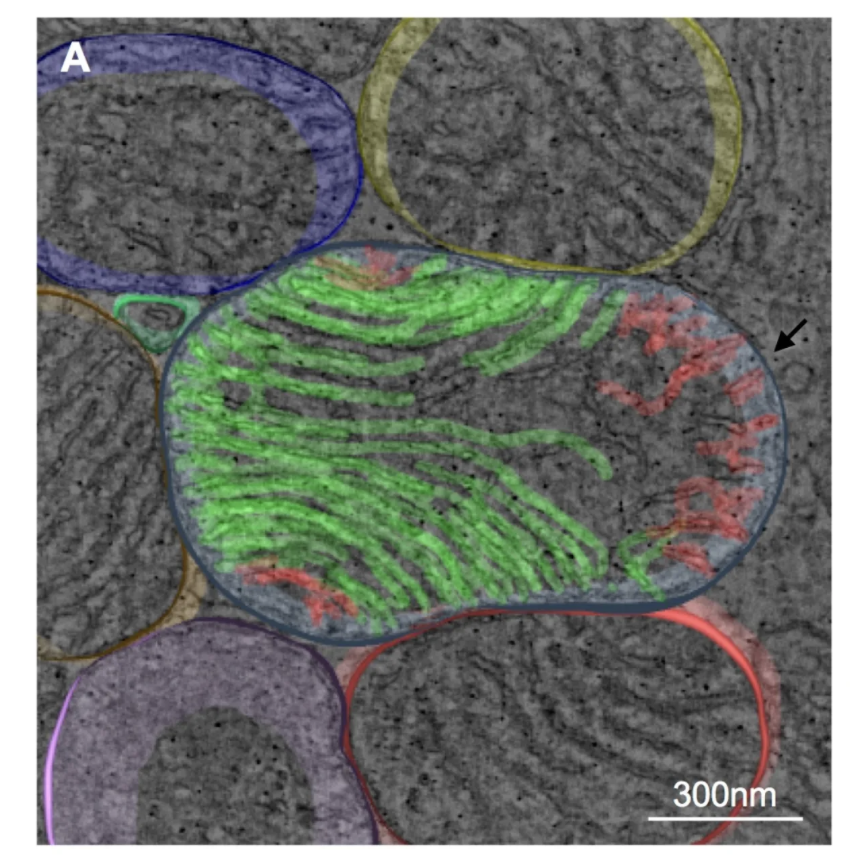 ☣️ Pleb Kruse = BTC foundationalist in exile 🟩🔆 tweet media