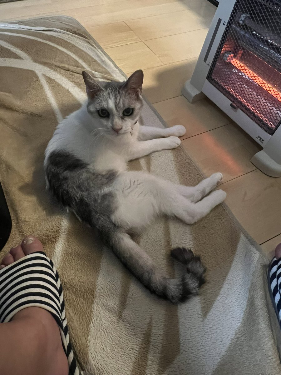 🐴ティアラウニカート(牝44未勝利)🦝 (@tiara_kotoran) / Posts / X