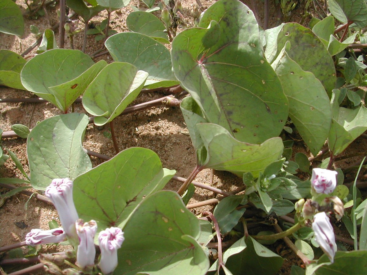 Tamil Genocide Education Project tweet media