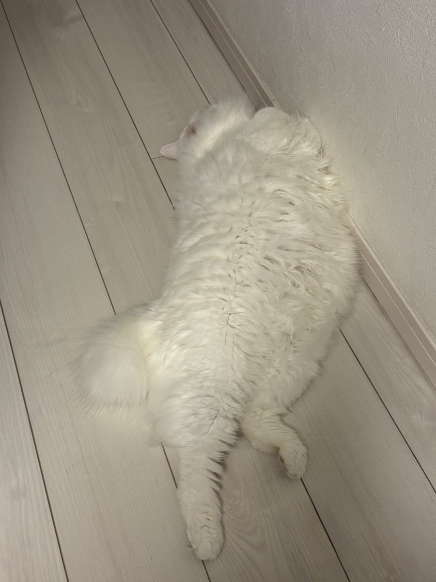 ミルねぇ tweet media