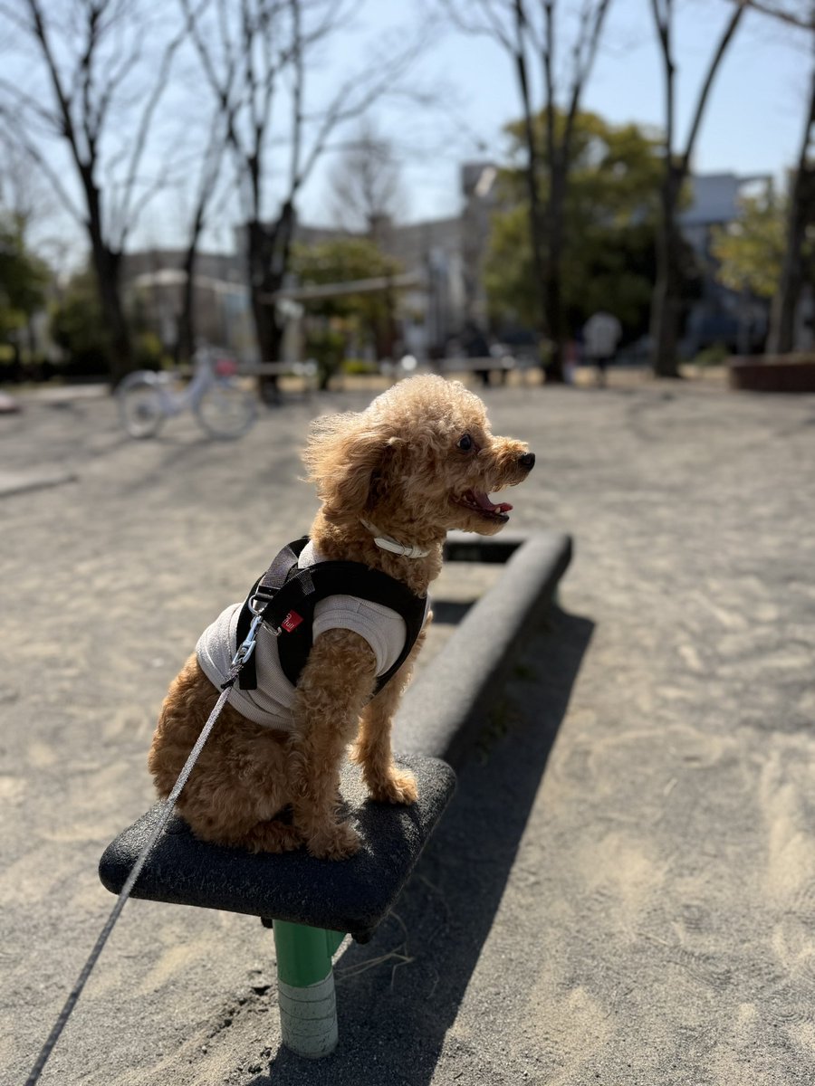 Assist57916030's tweet photo. 最近はよく公園で遊んでるなり https://t.co/ZrsqKt1PGk