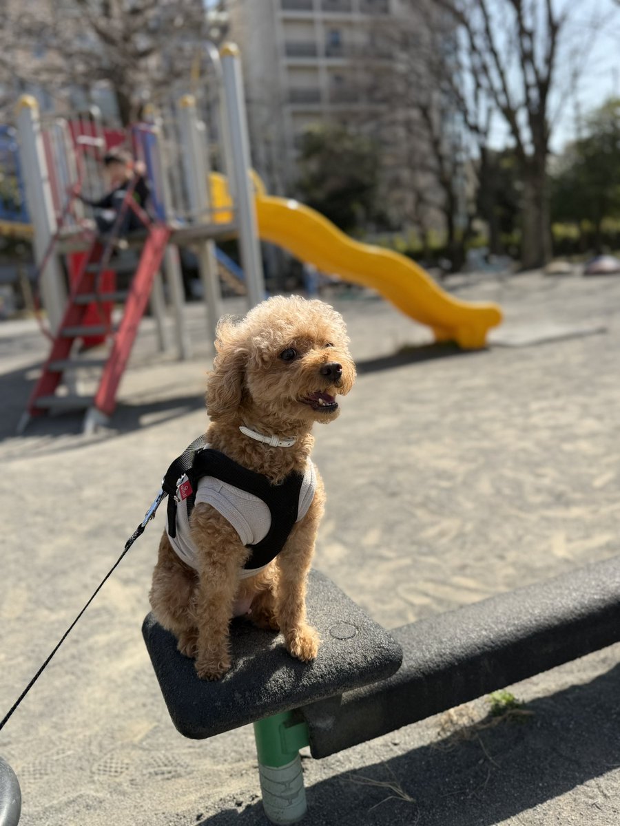 Assist57916030's tweet photo. 最近はよく公園で遊んでるなり https://t.co/ZrsqKt1PGk