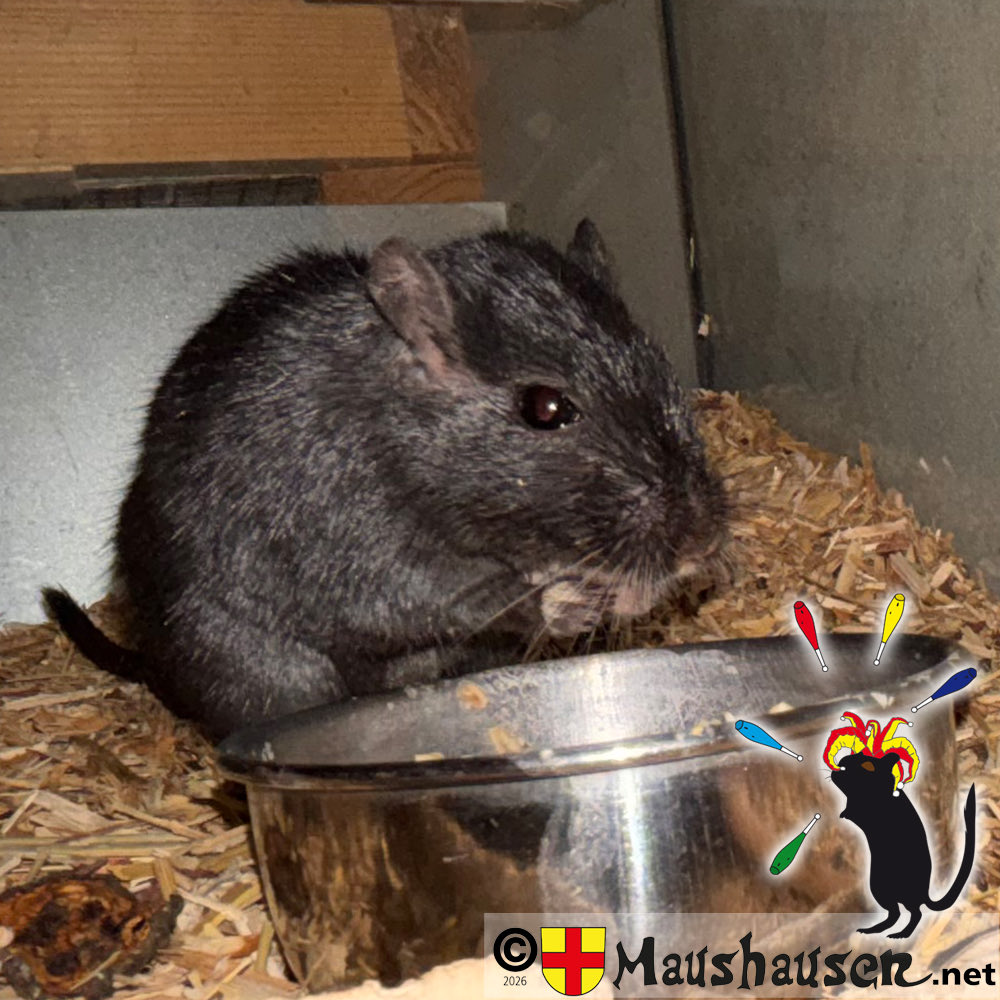 Maushausen's tweet photo. Beim Leder nähen ist „Ansgar von #Haithabu“ keine Hilfe. Eher …
Zurück im Terrarium hat er sich über seinen Haferflocken-Rosinenbrei her gemacht.
Ausführliche Infos unter https://t.co/FR68gGqPts
#Mäuseroulette #Gauklermaus #Mäusegaukler #SpielmitderMaus #Mäusespiel #Maushausen https://t.co/03s0jlIvFY