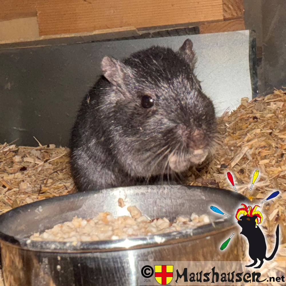 Maushausen's tweet photo. Beim Leder nähen ist „Ansgar von #Haithabu“ keine Hilfe. Eher …
Zurück im Terrarium hat er sich über seinen Haferflocken-Rosinenbrei her gemacht.
Ausführliche Infos unter https://t.co/FR68gGqPts
#Mäuseroulette #Gauklermaus #Mäusegaukler #SpielmitderMaus #Mäusespiel #Maushausen https://t.co/03s0jlIvFY