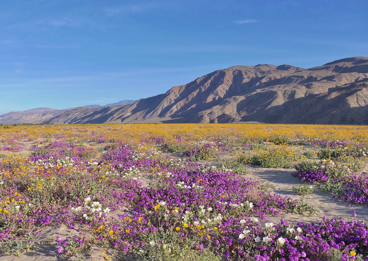 Leslie SoCal ☮️📸🇵🇸 tweet media