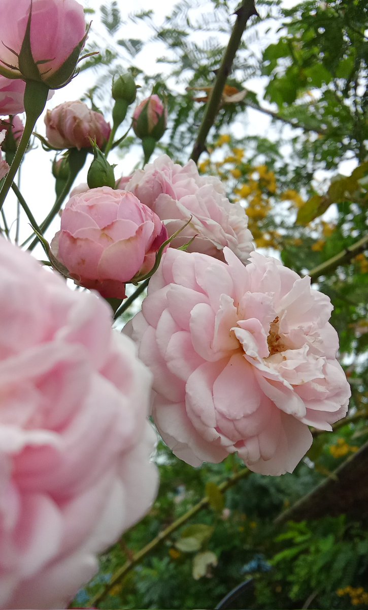 fateofofelia's tweet photo. Gente hoje eu me superei com estas florzinhas vou falar procês https://t.co/xyGYfBx4x4