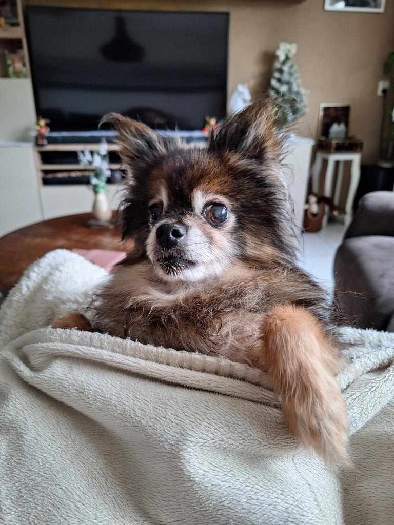 LisActivElite tweet media