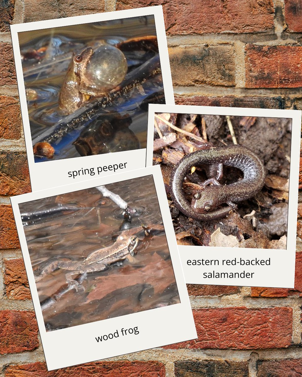 MassConservancy's tweet image. An amphibian migration? Yes! March is when the weather warms up enough that amphibians like these little guys leave their winter dens and start dispersing. Some are heading for breeding sites, others are moving  to warmer-weather habitats.

#salamander #woodfrog #springpeeper