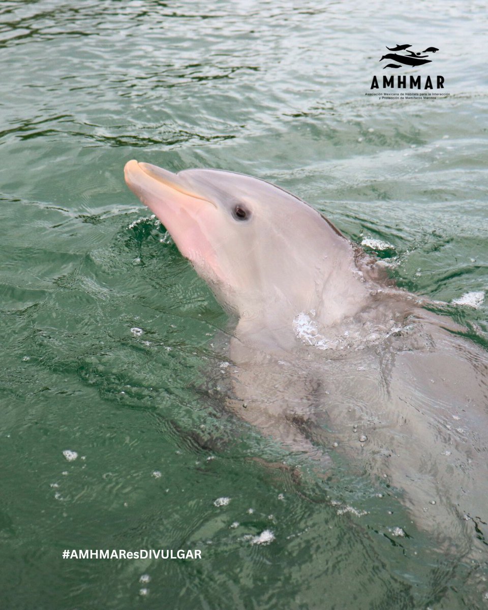 Un estudio documentó el impresionante caso de un delfín en aguas de España que logró sobrevivir frente a todo pronóstico😮

Adaptándose y nadando de lado a lado como lo hace un cocodrilo. ¡Esto demuestra la alta plasticidad que los delfines pueden tener en situaciones extremas!🐬