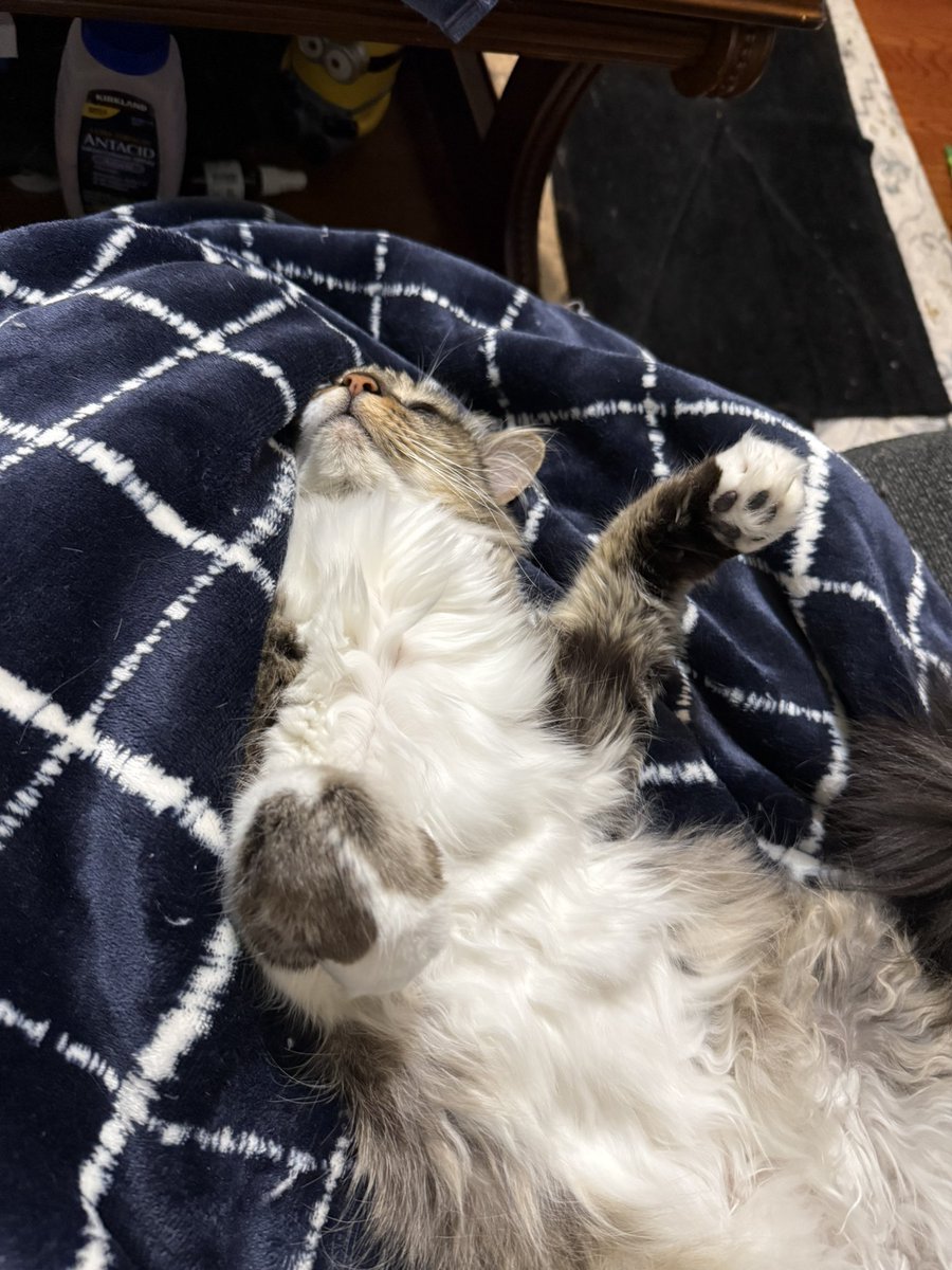 lostinclouds85's tweet photo. Elwood being the biggest ham in the world he is my big baby and resident fat kitta can’t leave any food out he will hunt it down #cat #fatcat #CatsOfTwitter  #PNW https://t.co/spCPINeDY3