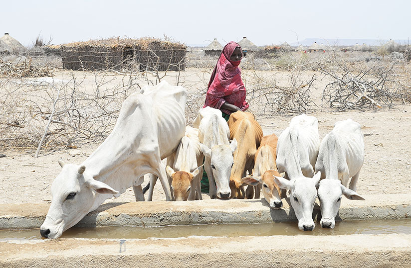 agridigitale1's tweet photo. Année internationale des parcours et des éleveurs pastoraux https://t.co/xgZXHoeit8 @FAOauTogo @FAOenFrancais @leFIDA https://t.co/zNE1iDMQkT