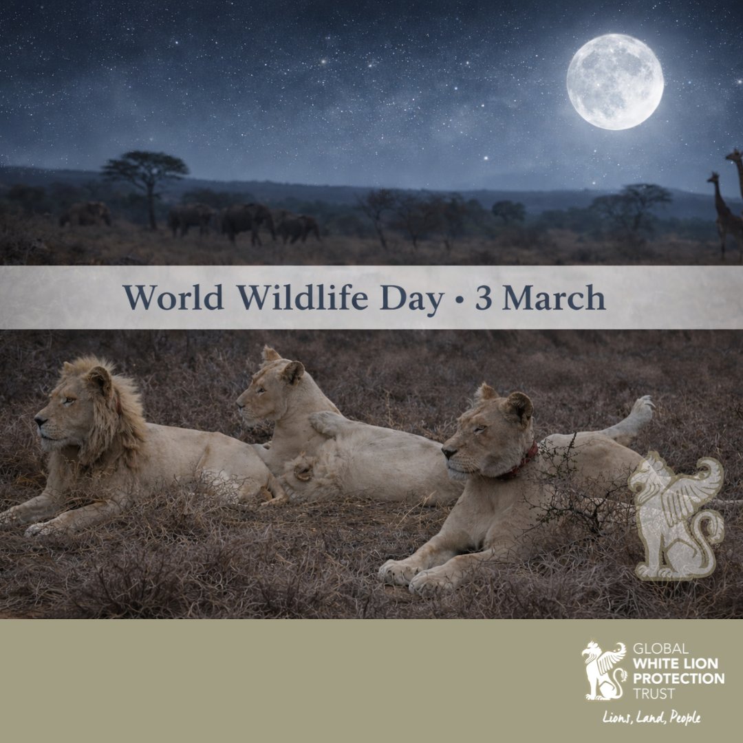 Tomorrow, 3 March, we celebrate World Wildlife Day beneath the luminous grace of the Full Moon Eclipse.
World Wildlife Day is always a powerful reminder that the Earth is alive, conscious as we intentionally choose to walk upon her with love and respect.
 #LionsLandPeople