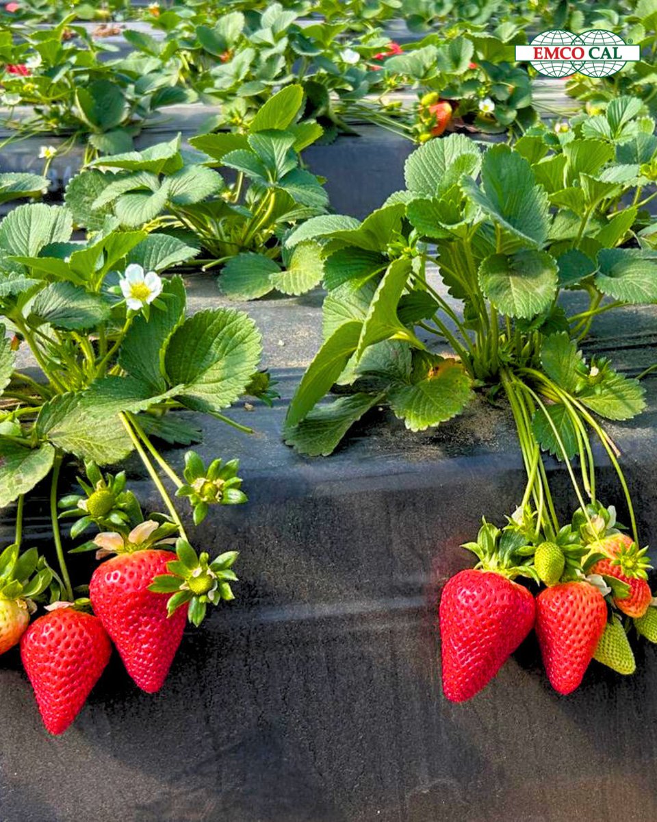 EMCO CAL tweet media