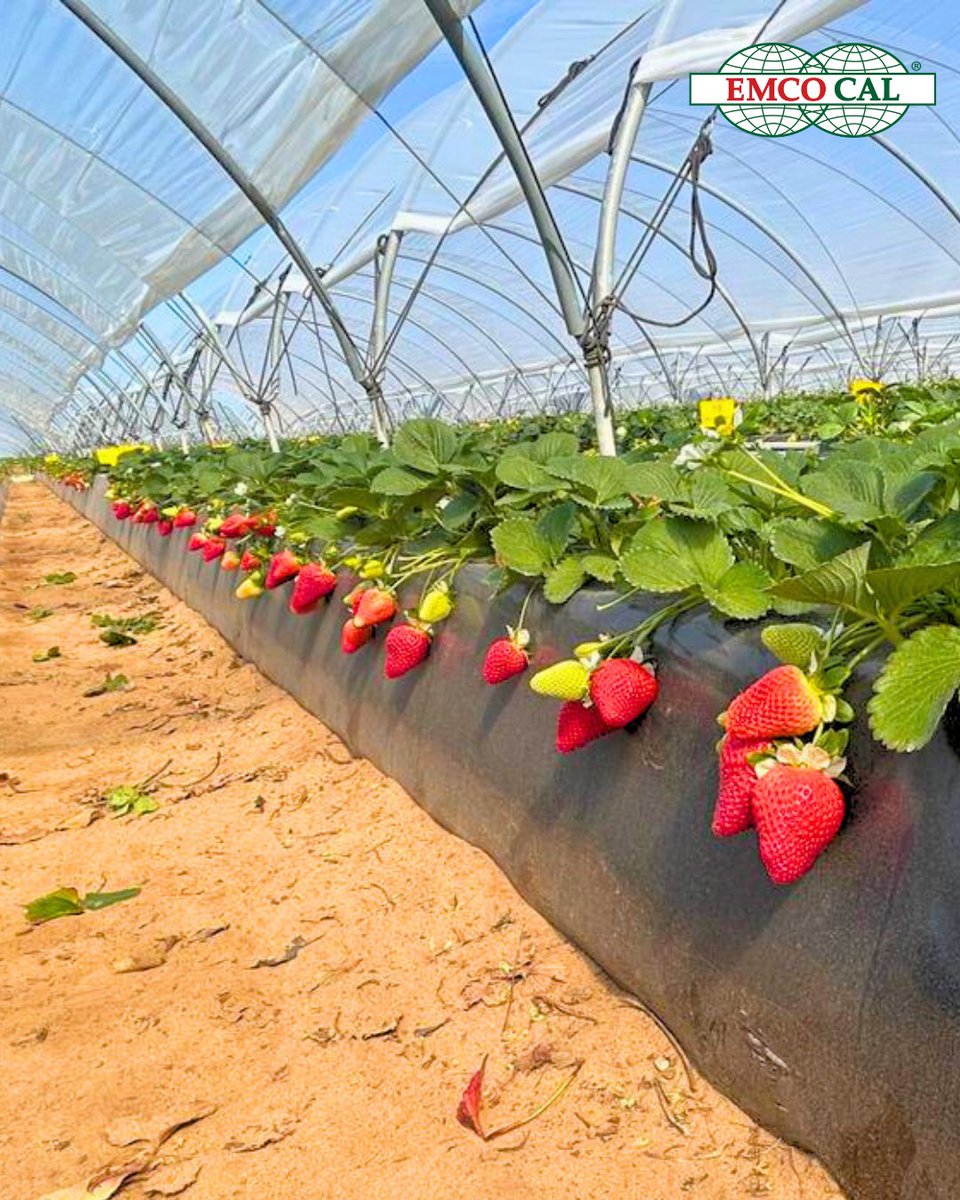 EMCO CAL tweet media