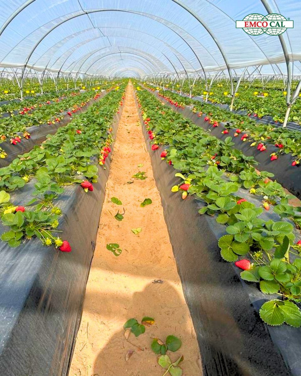 EMCO CAL tweet media