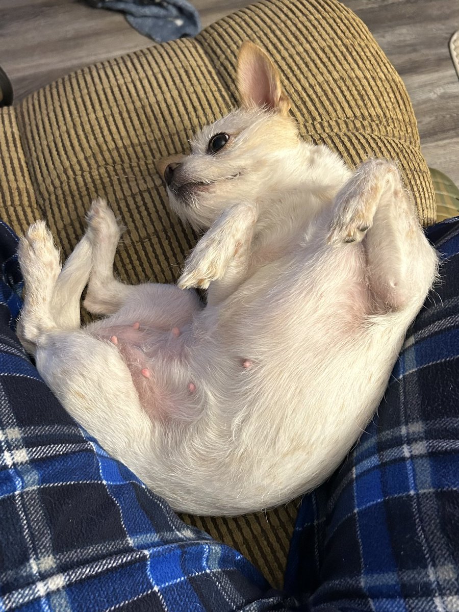 W Allred tweet media