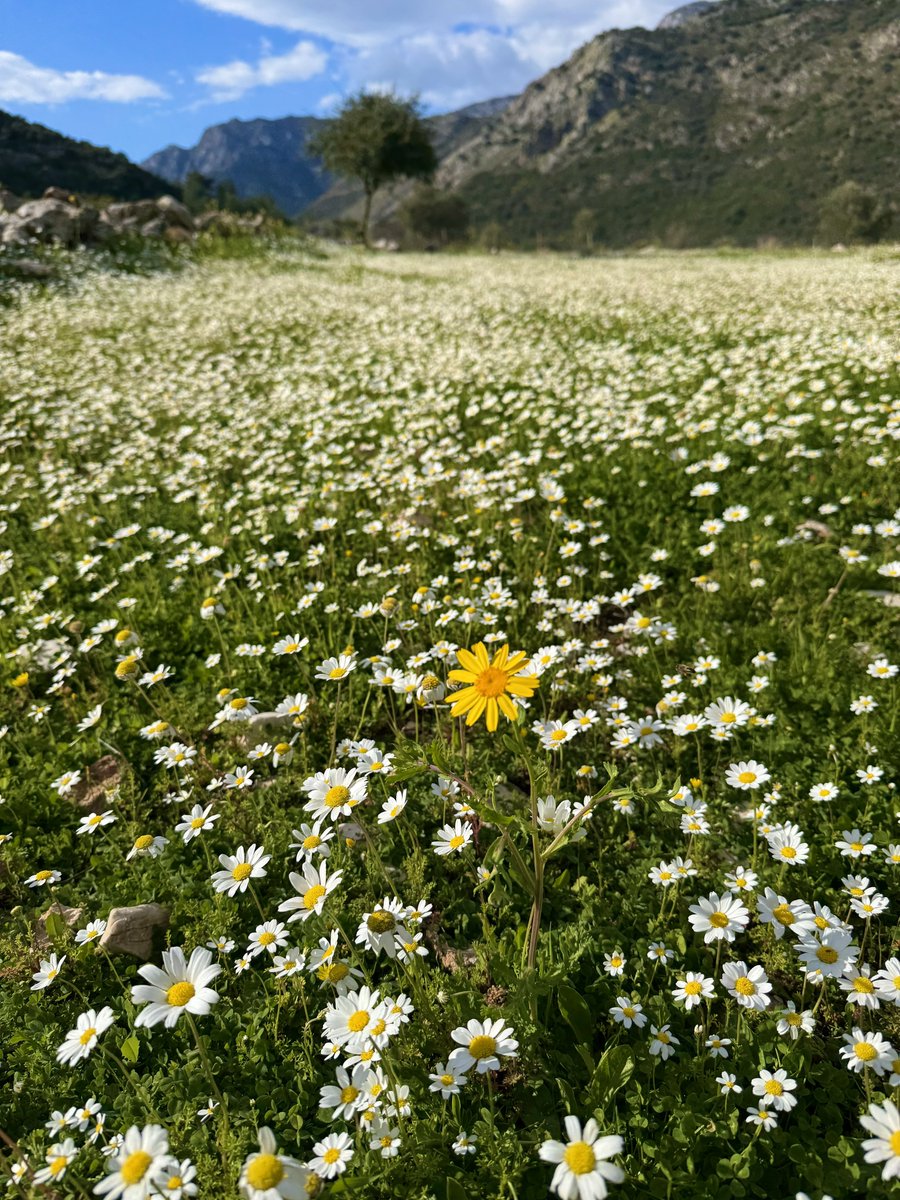 mucahitmuglu's tweet photo. ‘seni böyle görüyorum.🌼’ https://t.co/MVCs1PJgbd